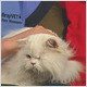 Pets in the heat