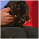 Micro-chipping