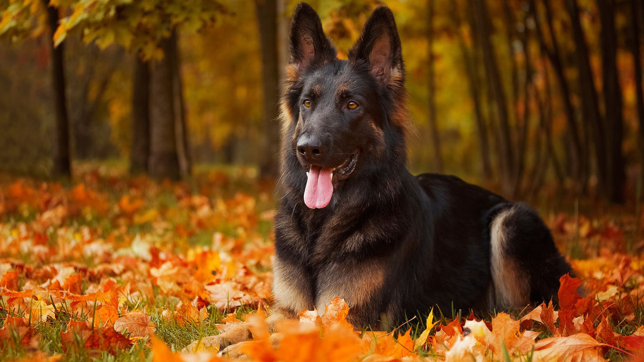 Do restricted breeds of dog make for more dangerous pets? Ireland AM